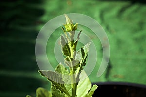 Young nicotiana alata plant growing in pot with flower bud