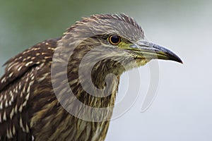 Young night heron