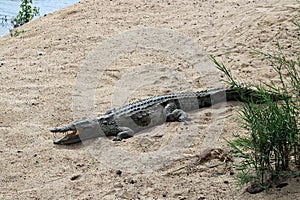 A young Nile Crocodile basking on a river bank