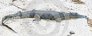 Young nile crocodile resting on sand.