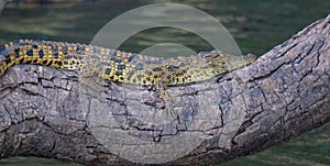 Young nile crocodile resting on tree branch.