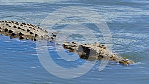 Young Nile crocodile swimming