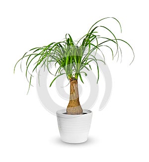 Young Nolina a potted plant over white photo