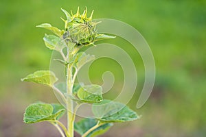 Young non unfolded sunflower on the field, maturation