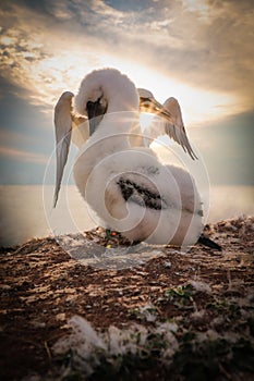 Young Norhern gannet with adult in sunset