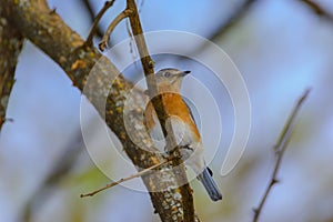 Young Northern Bluebird Perched on a branch Colorful with Blue Sky Background