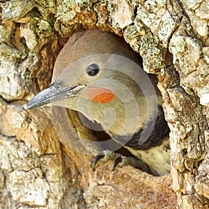 Young Northern Flicker Woodpecker Leaving Home