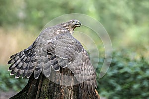 Young Northern Goshawk Accipiter gentilis on a branch in the forest. Whriting space.