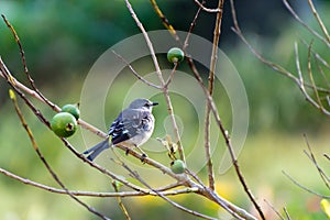 Young Northern Mockingbird in a Guava fruit tree