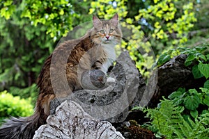 Norwegian forest cat female sitting in her garden with stones photo