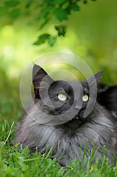 Young norwegian forest cat male resting under green bush