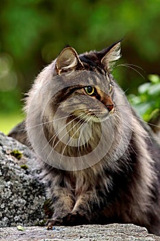 Young norwegian forest cat male sitting on gray stone