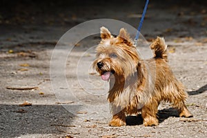 Young Norwich Terrier photo