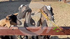 Young Nubian goat eats a fresh sprout and doesn\'t share with another goat. Domestic cloven-hoofed animals