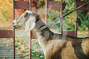 Young Nubian goat with long ears.