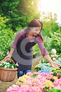 Young nursery worker checking pink hydrangeas