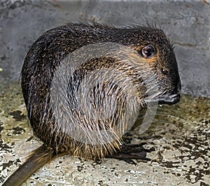 Young nutria 3