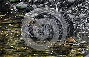 Young nutria in the pond 2