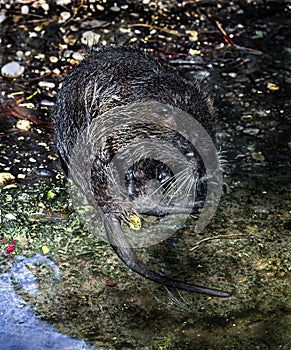 Young nutria at the pond 2 photo