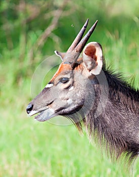 Young Nyala bull