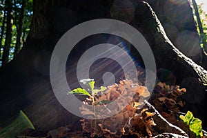 A young oak shoot at the base of a huge trunk of the king oak. The lights of a sun.