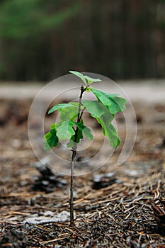 Young oak sprout