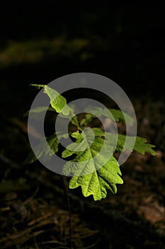 young oak sprout