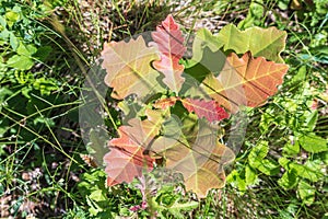 Young oak sprout with colorful red leaves