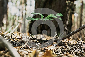 Young oak sprout with green leaves