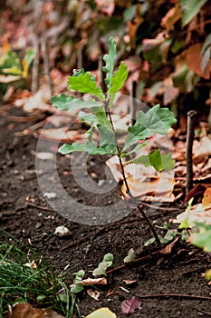 Young oak sprout with green leaves