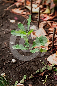 Young oak sprout with green leaves