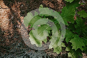 Young oak sprout with green leaves