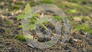 Young oak sprout, oak leaves sway in the wind.