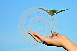 Young oak sprout on the palm on background of blue sky.