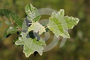 Young oak sprout at spring park