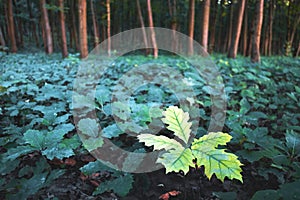 Young oak stree seedlings in oak forest