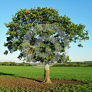 Young Oak Tree