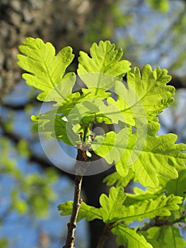 Young oak tree