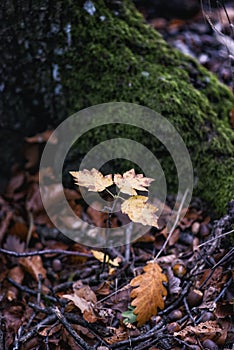 Young oak tree