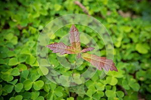 Young oak tree