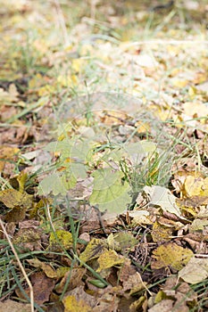 Young oak tree in autumn forest at sunset