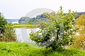 Young oak tree on grassy coast of the river in National Park