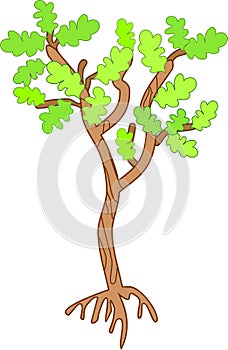 Young oak tree with green leaves on white background