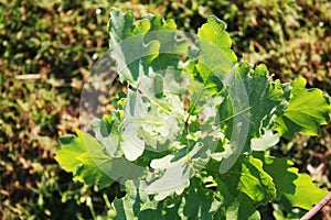 Young oak tree growing in the garden.