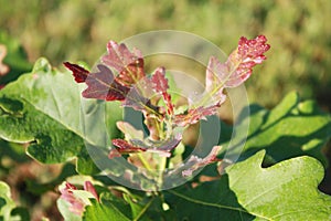 Young oak tree growing in the garden.