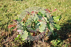 Young oak tree growing in the garden.