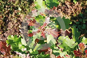 Young oak tree growing in the garden.