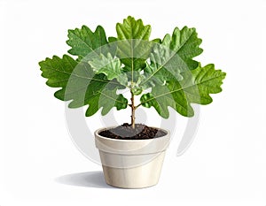 Young Oak Tree Growing in a Pot