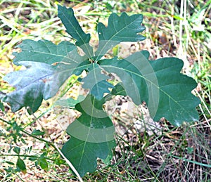Leaves on a young oak tree