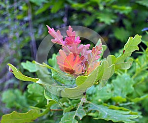 Leaves on a young oak tree